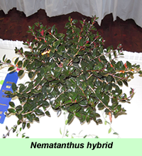 Nematanthus hybrid